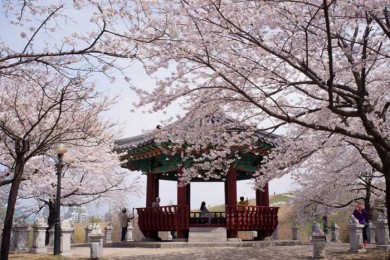Tour Du Lịch Hàn Quốc 6 Ngày 5 Đêm: Busan - Seoul - Nami - Incheon Mùa Hoa Anh Đào (Bay VietJet Air)
