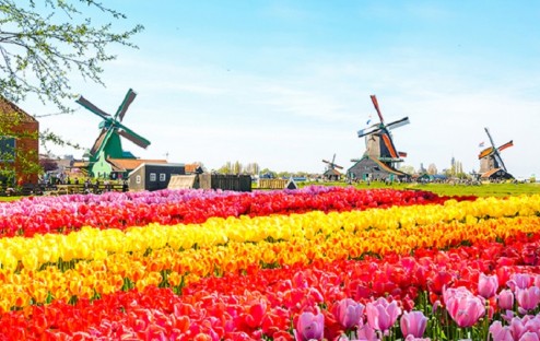 Du Lịch Châu Âu tham dự lễ hội hoa Keukenhof