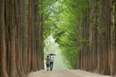 Tour du lịch hàn quốc mùa thu 5 ngày 4 đêm HÀ NỘI - SEOUL -NAMI- EVERLAND – HÁI TÁO/HÁI LÊ