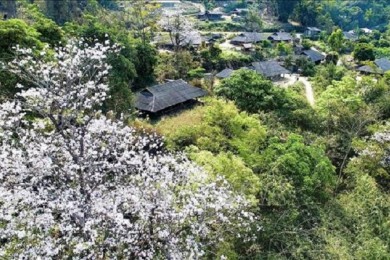 Du Lịch Điện Biên 3 Ngày 2 Đêm Mùa Hoa Ban Từ Hà Nội