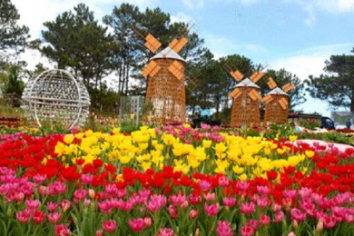 5 điều bạn cần biết nếu muốn du lịch Đà Lạt dịp Tết giá rẻ