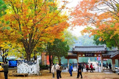 Du Lịch Hàn Quốc Mùa Lá Đỏ 6 Ngày 5 Đêm- Seoul - Jeju - Nami - Everland