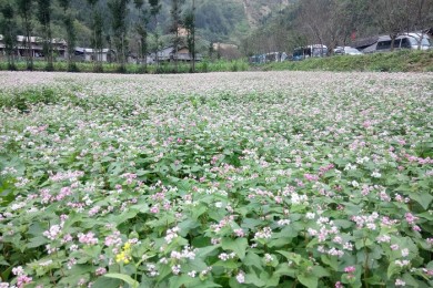 Du Lịch Hà Giang Mùa Tam Giác Mạch 3 Ngày 2 Đêm Từ Hà Nội