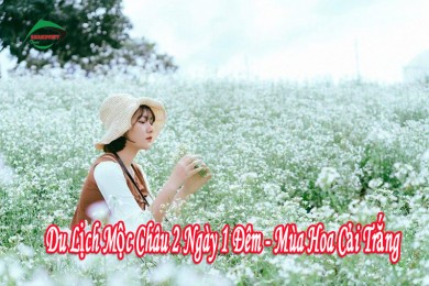 Tour Du Lịch Mộc Châu 2 Ngày 1 Đêm Mùa Hoa Cải Trắng