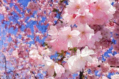 Du Lịch Nhật Bản 6 Ngày 5 Đêm Mùa Hoa Anh Đào Từ Hà Nội