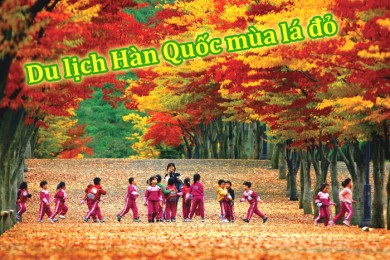 Du Lịch Hàn Quốc Mùa Lá Vàng/ Lá Đỏ 5 Ngày 4 Đêm (Bay Jin air)