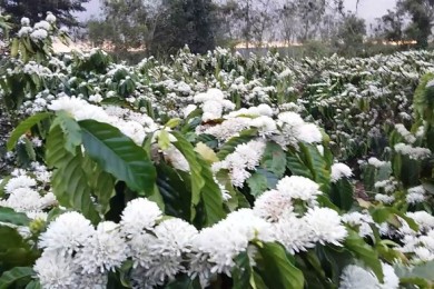 Tour Du Lịch Tây Nguyên 5 Ngày 4 Đêm Mùa Hoa Cà Phê