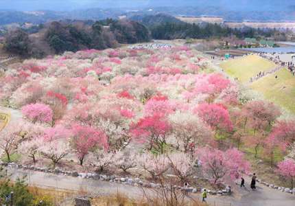 Đi du lịch Nhật Bản tháng 3 có gì đẹp