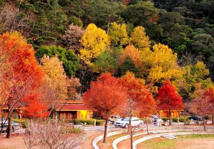 TOP 10 địa điểm du lịch Đài Loan mùa thu ngắm lá phong hấp dẫn