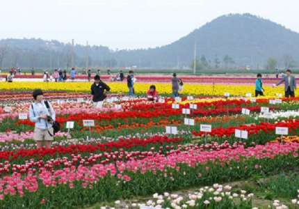 Lễ hội hoa tulip Hàn Quốc