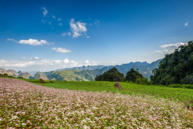 Kinh nghiệm du lịch Hà Giang tự túc đầy đủ nhất