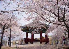 Tour Seoul - Jeju - Nami - Everland Mùa Hoa Anh Đào 6 Ngày 5 Đêm (Bay Asiana Airlines (OZ) 