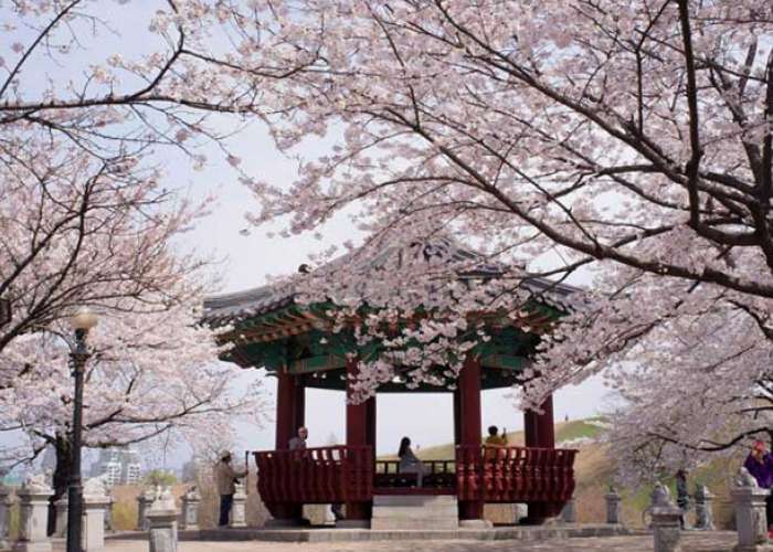 Tour Seoul - Jeju - Nami - Everland 6 Ngày 5 Đêm Mùa Hoa Anh Đào (Bay OZ) 