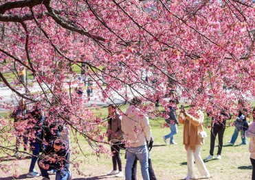 TOUR MỸ HOA ANH ĐÀO 2026 TẶNG VÉ VÀO CỬA: PHIM TRƯỜNG UNIVERSAL - ĐẠI VỰC GRAND CANYON KHỞI HÀNH TP HỒ CHÍ MINH 02/04