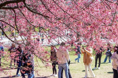 TOUR MỸ HOA ANH ĐÀO 2026 TẶNG VÉ VÀO CỬA: PHIM TRƯỜNG UNIVERSAL - ĐẠI VỰC GRAND CANYON KHỞI HÀNH TP HỒ CHÍ MINH 02/04