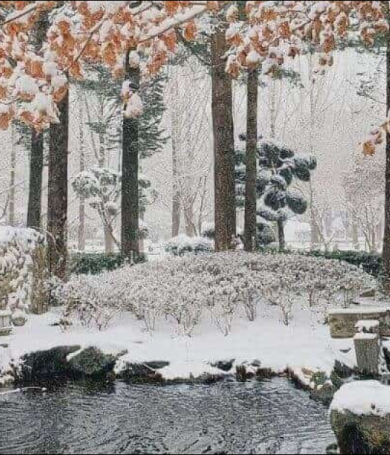 Đảo Nami Mùa Đông: Kinh Nghiệm Du Lịch, Lịch Trình & Cảnh Đẹp Không Thể Bỏ Lỡ