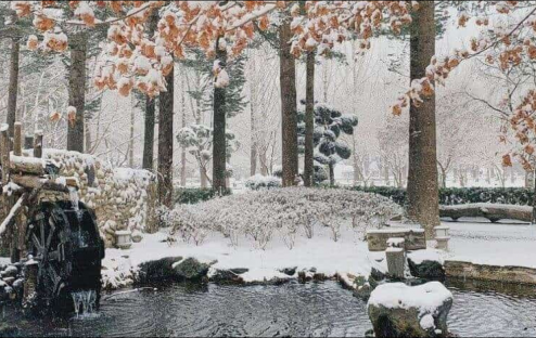 Đảo Nami Mùa Đông: Kinh Nghiệm Du Lịch, Lịch Trình & Cảnh Đẹp Không Thể Bỏ Lỡ