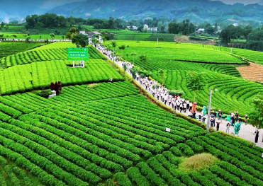 TOUR KHÁM PHÁ MỘC CHÂU MÙA HOA TRÁI