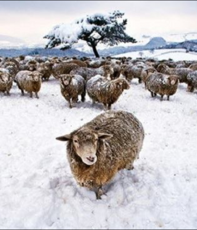 Trang Trại Cừu Daegwallyeong Mùa Đông: Thiên Đường Tuyết Trắng