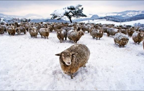 Trang Trại Cừu Daegwallyeong Mùa Đông: Thiên Đường Tuyết Trắng