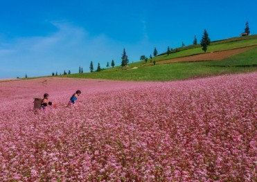 TOUR XUÂN 2026 HÀ GIANG - CAO NGUYÊN ĐÁ ĐỒNG VĂN - ĐÈO MÃ PÌ PÈNG - CỘT CỜ LŨNG CÚ - BẢN LÔ LÔ CHẢI