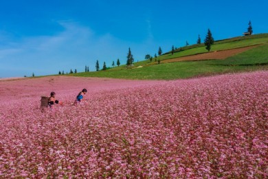 TOUR XUÂN 2026 HÀ GIANG - CAO NGUYÊN ĐÁ ĐỒNG VĂN - ĐÈO MÃ PÌ PÈNG - CỘT CỜ LŨNG CÚ - BẢN LÔ LÔ CHẢI