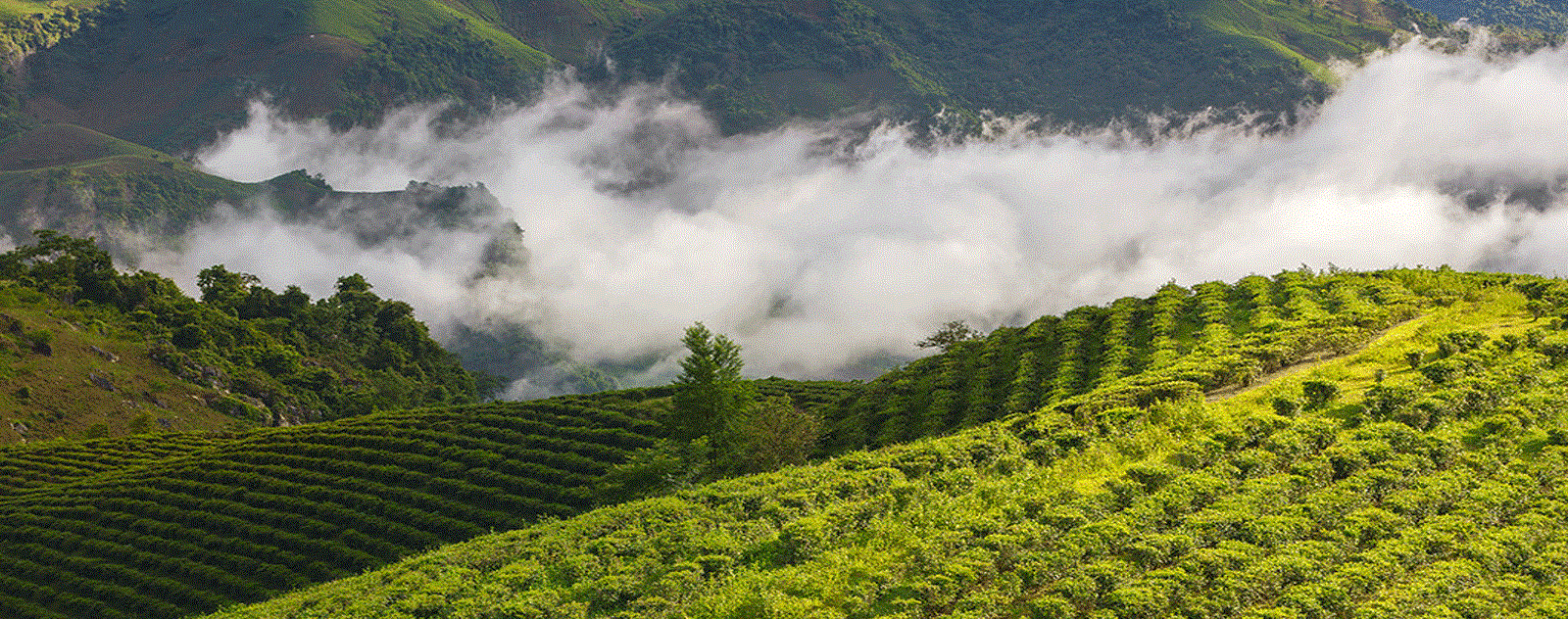 TOUR DU XUÂN SAPA - LAI CHÂU - ĐIỆN BIÊN - MỘC CHÂU - MAI CHÂU M3 TẾT