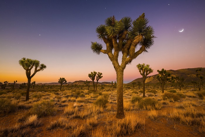 10diadiem-dulichmy-noitieng-gvt1 Vườn quốc gia Joshua Tree