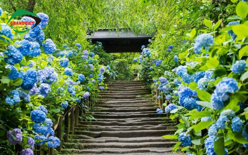Kamakura - Thiên đường hoa cẩm tú cầu