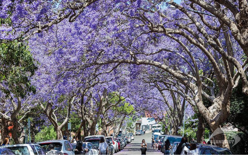 Kirribilli - McDougall St Jacaranda Trees