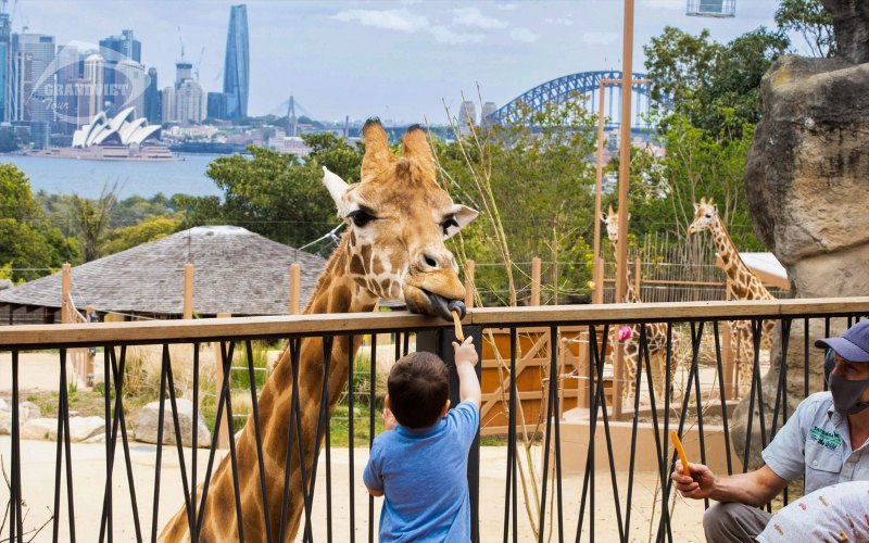 Taronga zoo - Tour du lịch Úc