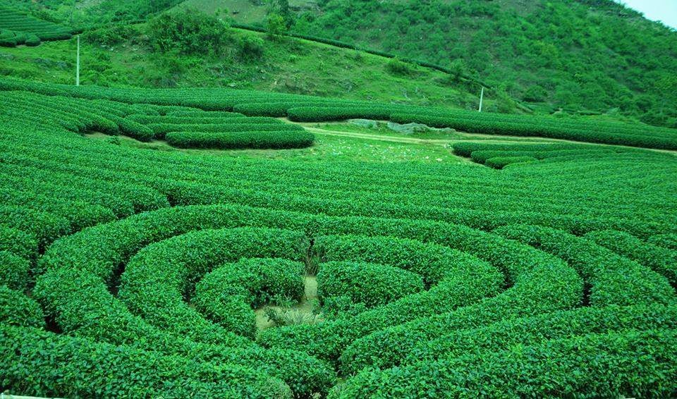 Đồi chè Mộc Châu hình trái tim