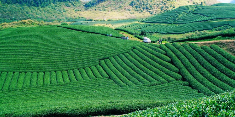 Những bức hình thật đẹp tại đồi chè