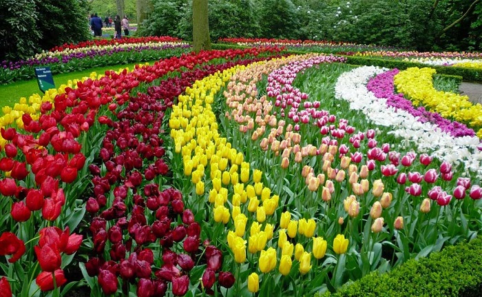 lễ hội hoa tulip Keukenhof