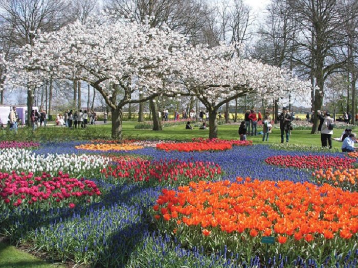 Hoa tulip tại khu vườn Keukenhof - Tác phẩm nghệ thuật độc đáo