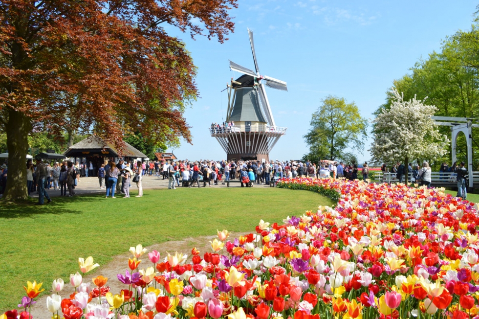 Vườn hoa Tulip Keukenhof