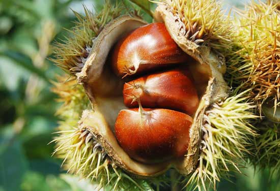 Hạt dẻ Sa Pa nổi tiếng thơm ngon
