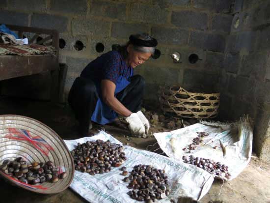 Phơi khô và phân loại hạt dẻ