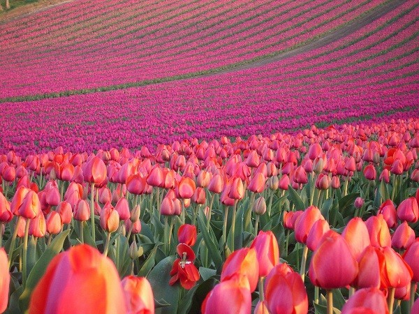 Lễ hội hoa Tulip