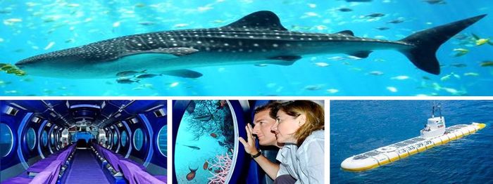 Đi xe tàu ngầm Whale