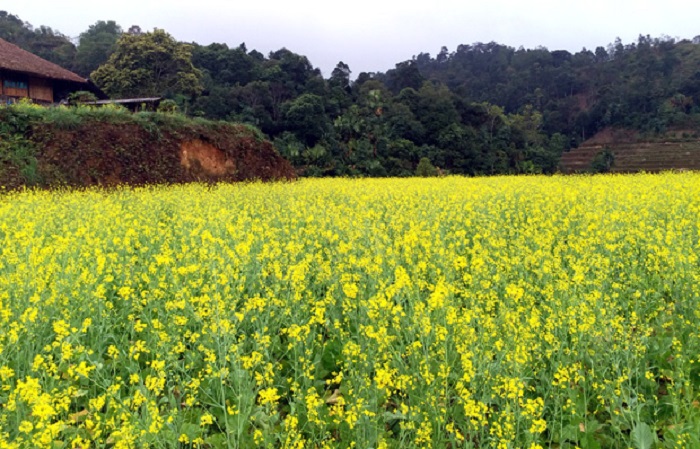 Mùa hoa cải Hà Giang tháng mấy đẹp nhất?