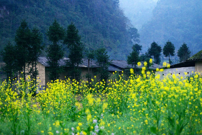 Vẻ đẹp của hoa cải vàng Hà Giang
