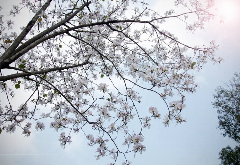 Mùa hoa ban trắng của Đà Lạt