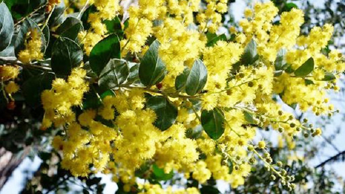 Hoa mimosa Đà Lạt