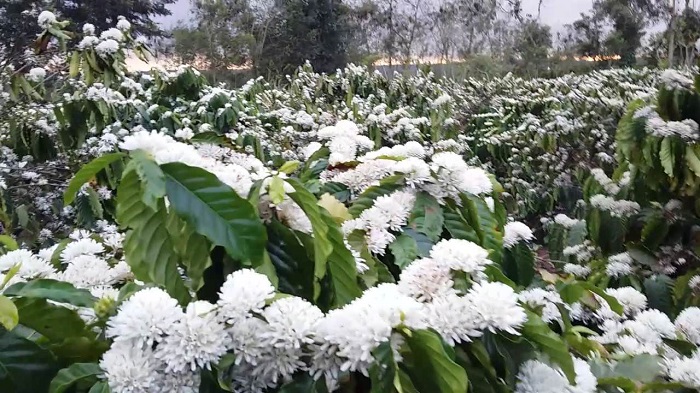 Nên đi du lịch Tây Nguyên mùa nào đẹp?