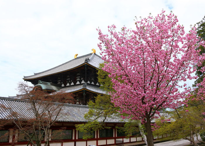 ngoi-chua-Todaiji