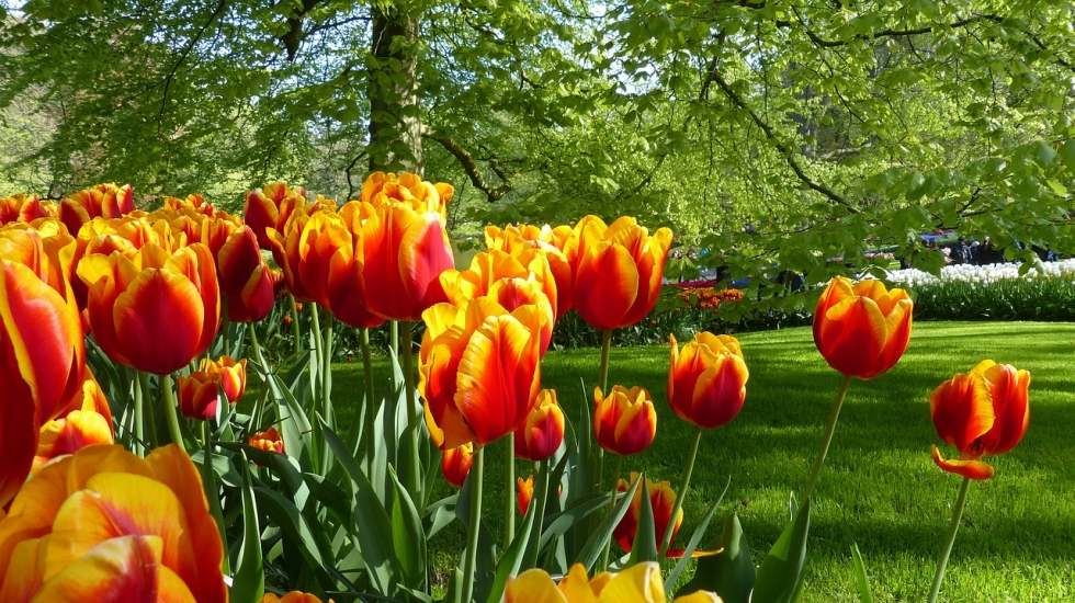Hoa Tulip cam