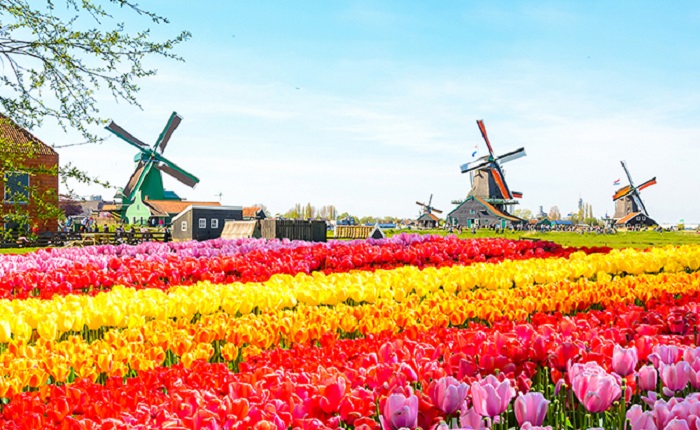 vuon-hoa-tulip-keukenhof-ha-lan Vườn hoa Tulip Keukenhof - Hà Lan