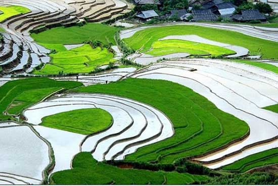ruong-bac-thang-sa-pa2 Ruộng bậc thang Sapa mùa nước đổ