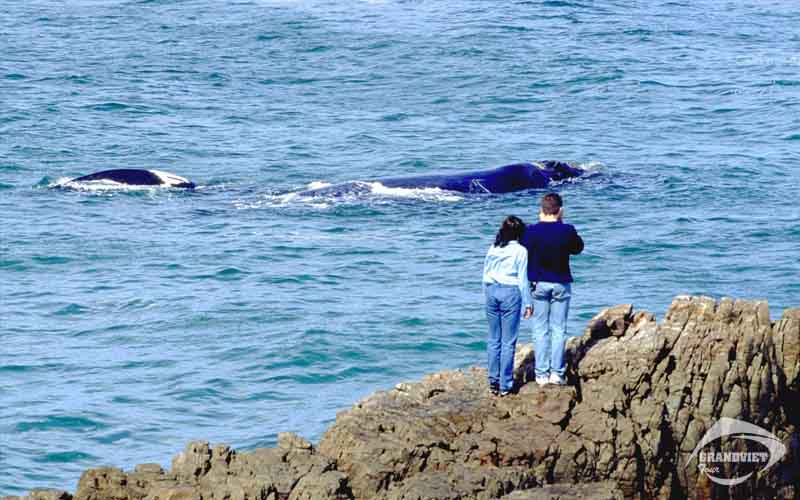 Thị trấn Hermanus